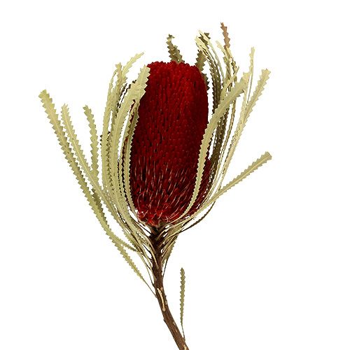 Product Banksia Hookerana red 7pcs