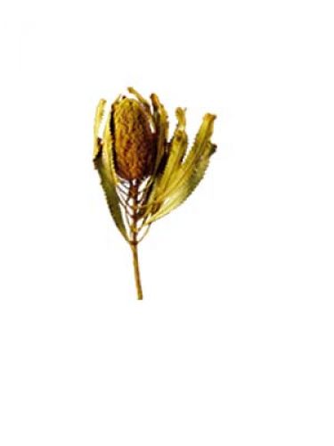 Floristik24 Banksia Hookerana yellow 7pcs