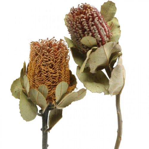 Floristik24 Banksia coccinea dried flowers natural 10 pcs