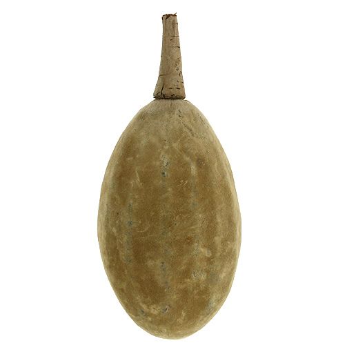 Floristik24 Baobab fruit natural 15cm - 20cm