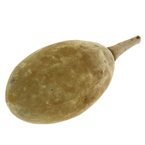 Floristik24 Baobab fruit natural 15cm - 20cm