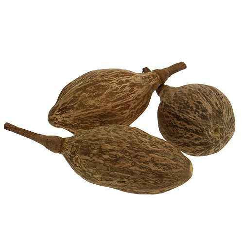 Floristik24 Baobab fruit peeled 15cm - 20cm natural 5 pcs