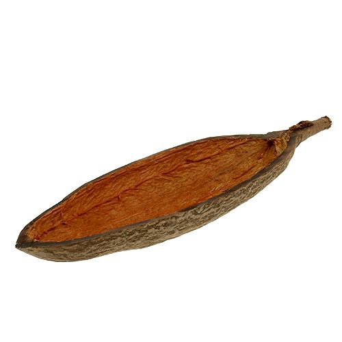 Floristik24 Baobab shell nature 30cm - 38cm peeled