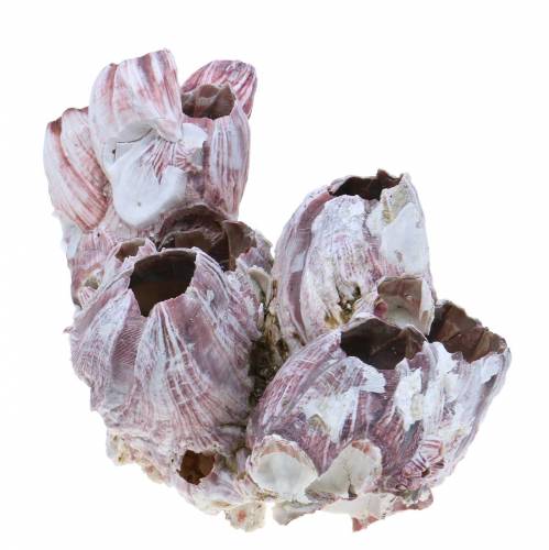 Floristik24 Decorative shell barnacles natural 12-16cm 3pcs