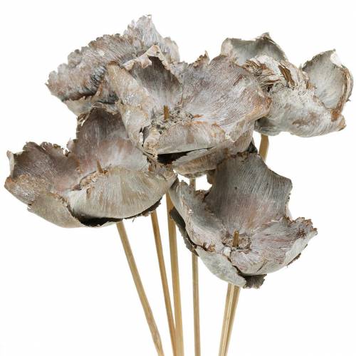Floristik24 Palm Cup on a stick white washed 25 pcs.