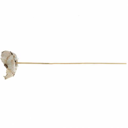 Product Palm Cup on a stick white washed 25 pcs.