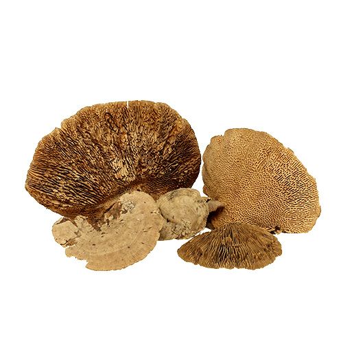Floristik24 Tree sponge nature 2kg