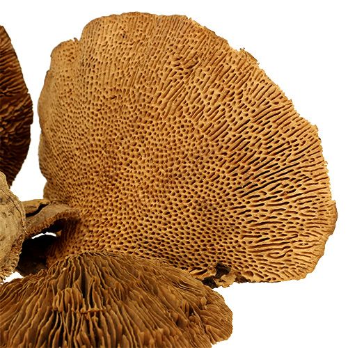 Floristik24 Tree sponge nature 2kg