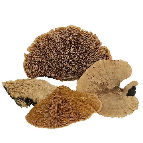 Floristik24 Tree sponge nature 500g