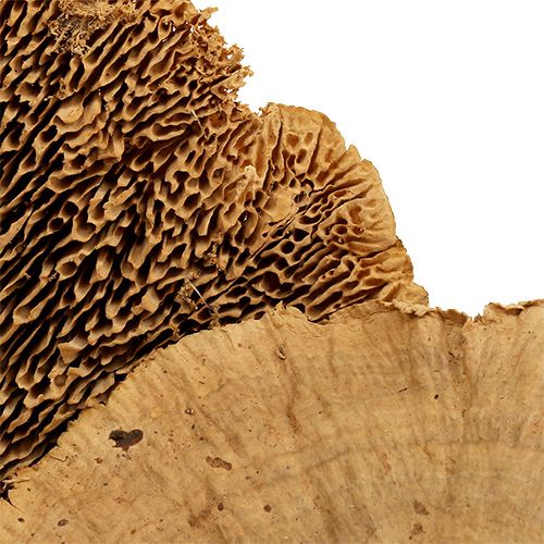 Floristik24 Tree sponge nature 500g