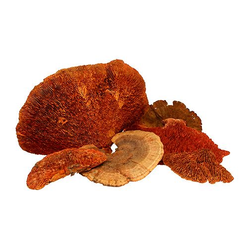 Floristik24 Tree sponge orange 1kg