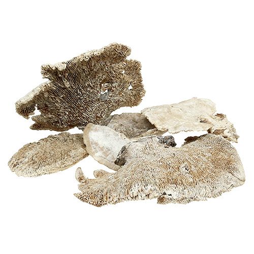 Floristik24 Tree sponge white washed 1kg