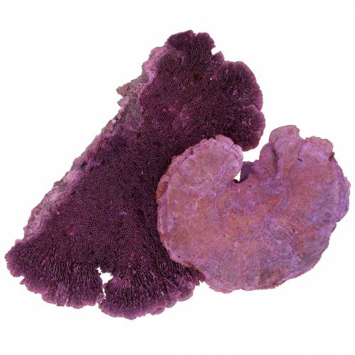 Floristik24 Tree sponge purple white washed 1kg