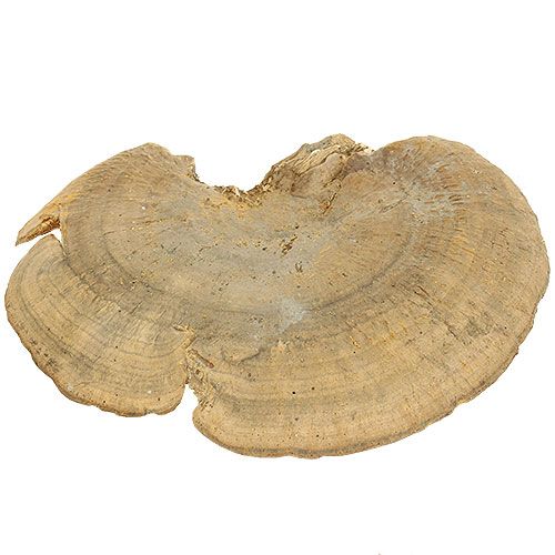 Floristik24 Tree Sponge Natural Decorative Mushrooms Dried 6cm 1kg