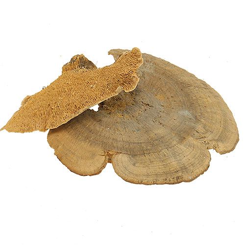 Floristik24 Tree sponge natural decorative mushrooms dried 6cm 1kg