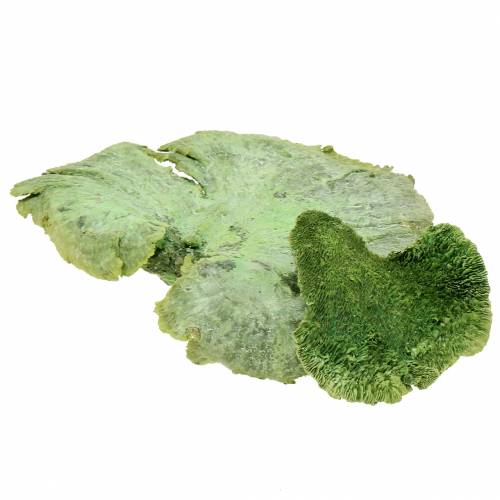 Floristik24 Tree sponge green white washed 1kg