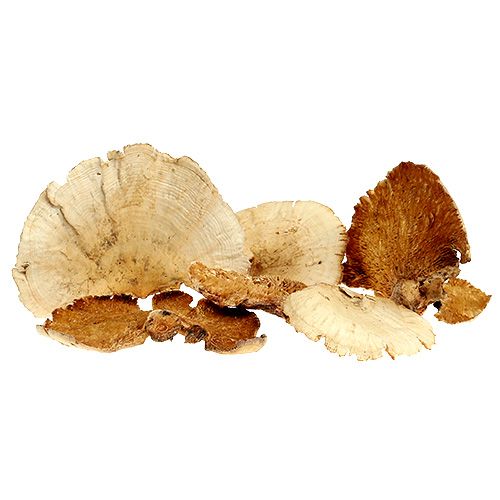 Floristik24 Tree sponge bleached 1kg