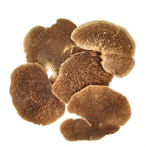 Floristik24 Tree sponge small natural tree mushrooms decoration 4-6cm 1kg