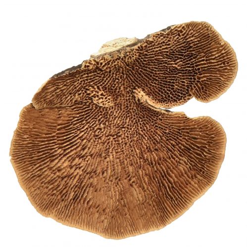 Product Tree sponge small natural tree mushrooms decoration 4-6cm 1kg