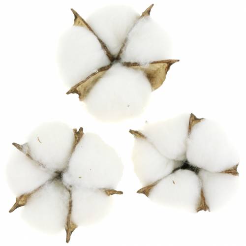 Floristik24 Cotton blossoms 50pcs