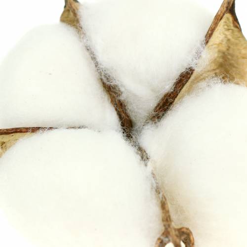 Floristik24 Cotton blossoms 50pcs
