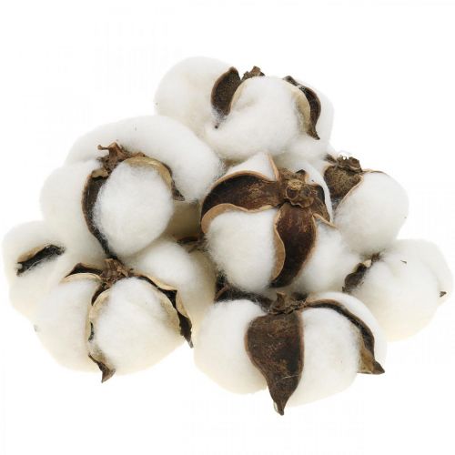 Cotton blossom decoration Dried cotton natural decoration Ø6cm 12pcs