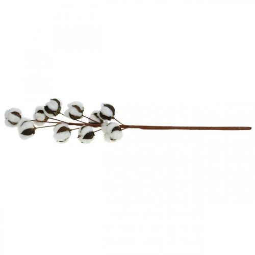 Floristik24 Cotton branch natural decoration 10 heads on a wire cotton decoration 68cm