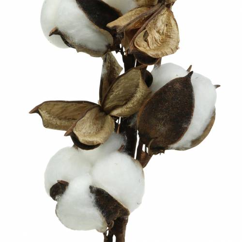 Floristik24 Cotton branch 75cm