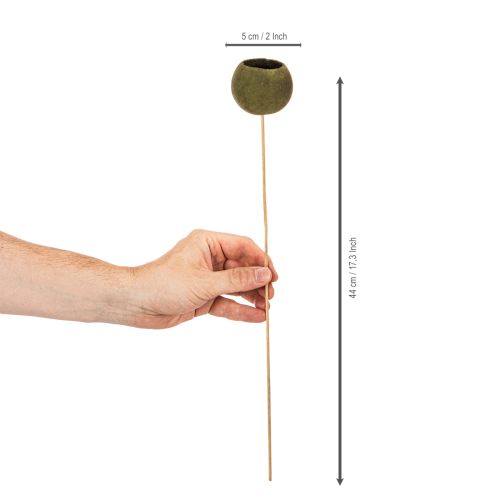 Bell Cup on Stick Green Dried Exotic 5-7cm 15pcs | Floristik24.co.uk