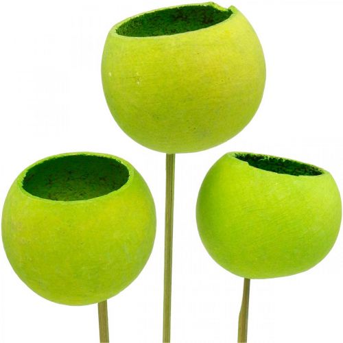 Floristik24 Bell Cup on a Stick Green Dried Exotics 15 Pcs