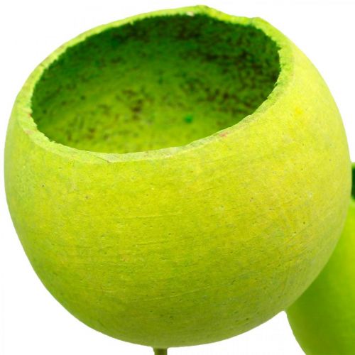 Product Bell Cup on a Stick Green Dried Exotics 15 Pcs