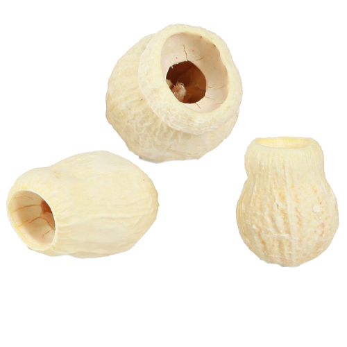 Floristik24 Bellgum dried bell fruit bleached 2.5-3.5cm 500g
