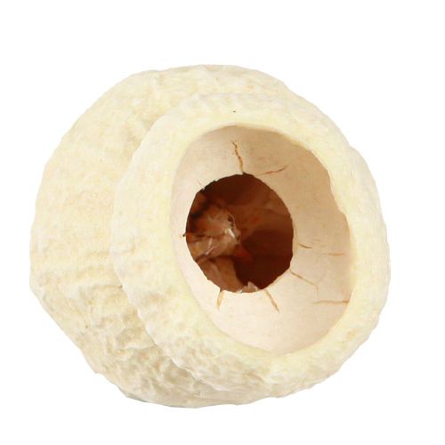 Product Bellgum dried bell fruit bleached 2.5-3.5cm 500g