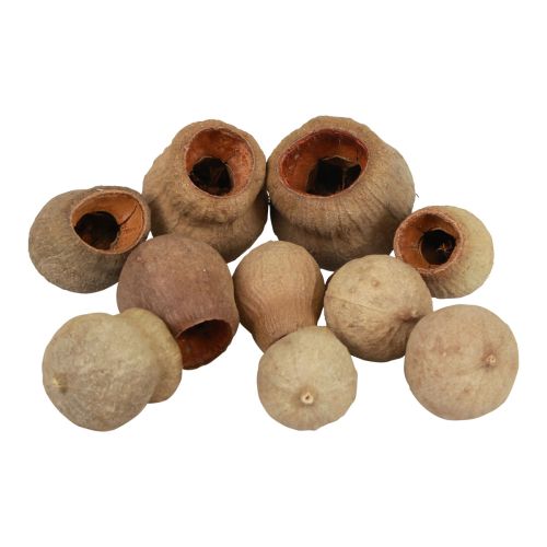 Floristik24 Bellgum Bell Fruit Capsule Fruit Natural Decoration Brown 500g
