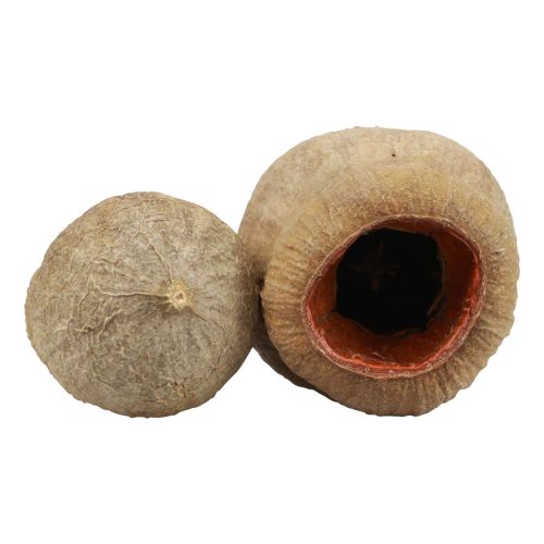 Floristik24 Bellgum Bell Fruit Capsule Fruit Natural Decoration Brown 500g