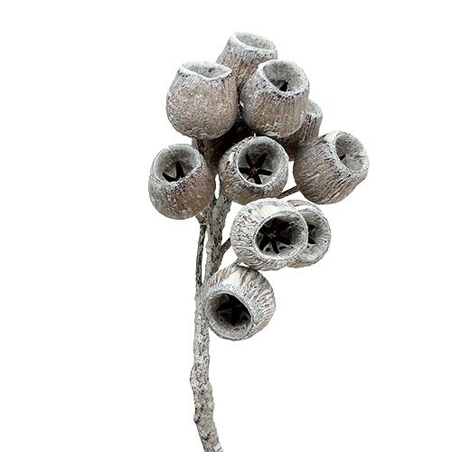 Product Bellgum branch with 5-7 fruits white washed 20 pcs
