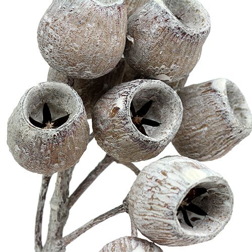 Product Bellgum branch with 5-7 fruits white washed 20 pcs