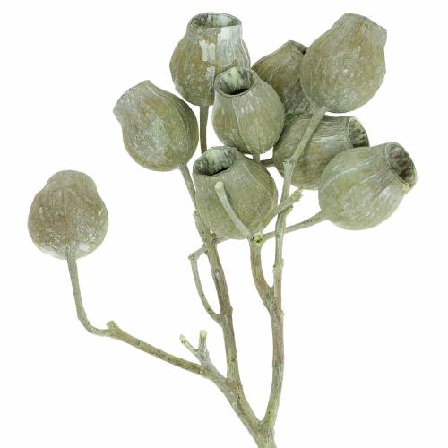 Floristik24 Bellgum branch 5cm - 7cm green frosted 20 pcs