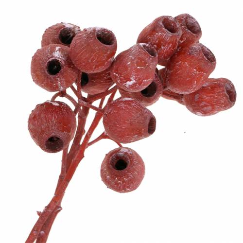 Floristik24 Bellgum branch 5cm - 7cm Frosted red 20pcs