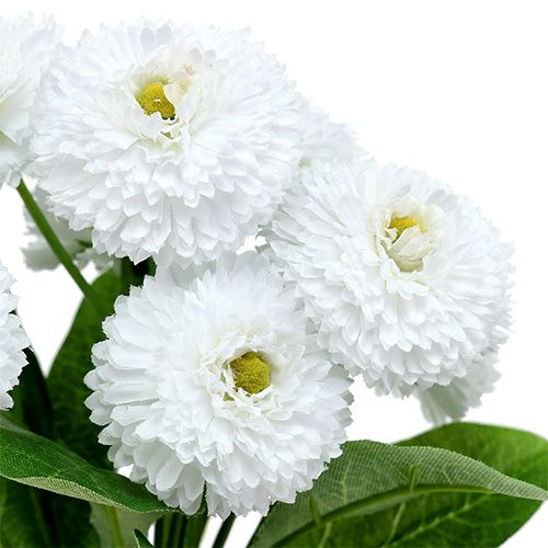 Product Bellis bouquet white 24cm 3pcs