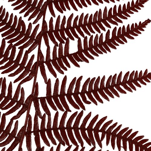 Fern decorative mountain fern dried leaves wine red 50cm 20pcs
