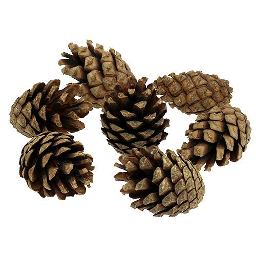 Floristik24 Mountain pine cones 15kg