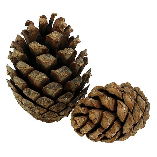 Floristik24 Mountain pine cones 15kg