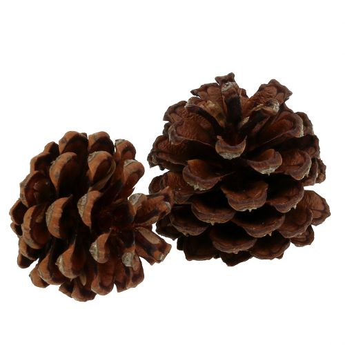 Product Mountain pine cones small natural 1kg
