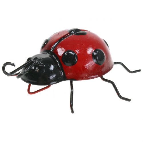Floristik24 Ladybug 10cm