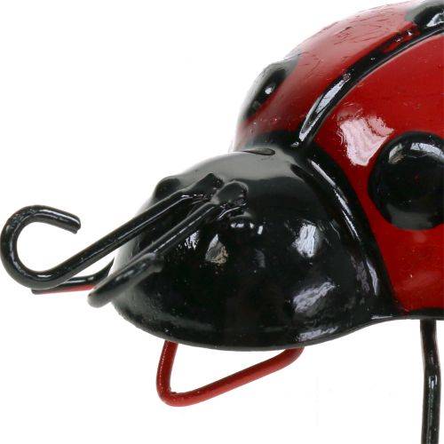 Floristik24 Ladybug 10cm