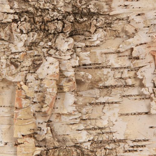 Floristik24 Birch bark decorative bark strips natural white 48×15cm 6 pcs