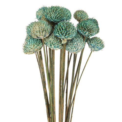 Product Black Daisy Dyed Dried Flowers Blue H38-40cm 20 pcs