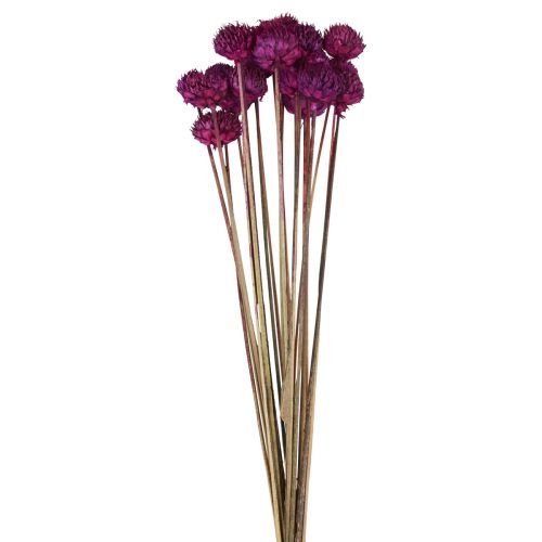 Floristik24 Wild Daisy dried flowers decoration violet H36cm 20pcs