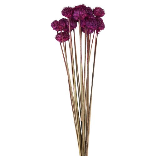 Wild Daisy dried flowers decoration violet H36cm 20pcs